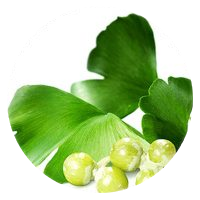 Ginkgo Biloba leaf extract in VigRX Plus