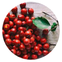 Hawthorn berry extract in VigRX Plus