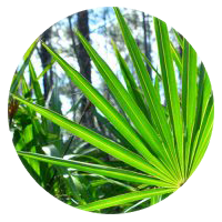 Saw Palmetto berry extract in VigRX Plus formula